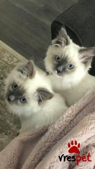 Ράτσα: Ράγκντολ | Ηλικία: 2,5 μηνών | Φύλο: Αρσενικό | Αρ. Microchip: 978121082345678 | Ιδιώτης | Pedigree | Περιοχή: Αθήνα, Αττική