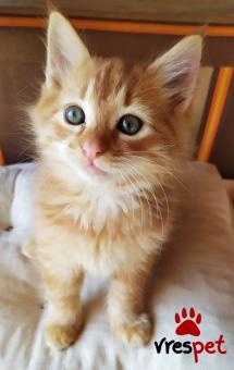 Ράτσα: Μαίην Κουν | Ηλικία: 2 μηνών | Φύλο: Θηλυκό | Αρ. Microchip: 96600001728 | Περιοχή: Παιανία, Αττική