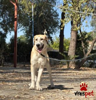 Ράτσα: Άγνωστο - Ημίαιμο | Ηλικία: 5 μηνών | Φύλο: Θηλυκό | Αρ. Microchip: - | Περιοχή: Νέα Σμύρνη, Αττική