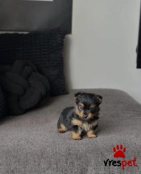 Ράτσα: Γιόρκσάϊρ τεριέ - Yorkshire Terrier | Ηλικία: 2,5 μηνών | Φύλο: Θηλυκό | Αρ. Microchip: 902236700120890 | Ιδιώτης | Εκπαιδευμένο | Pedigree | Περιοχή: Αθήνα, Αττική