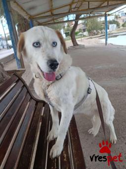 Ράτσα: Άγνωστο - Ημίαιμο | Ηλικία: 5+ | Φύλο: Θηλυκό | Αρ. Microchip: . | Περιοχή: Νέα Σμύρνη, Αττική