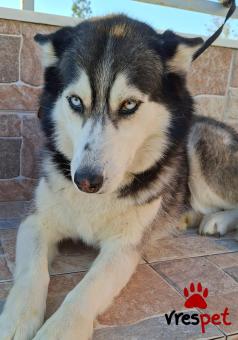 Ράτσα: Σιβηριανός Χάσκι - Siberian Husky | Ηλικία: 4 ετών | Φύλο: Θηλυκό | Αρ. Microchip: 0 | Περιοχή: Γλυφάδα, Αττική