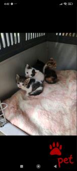 Ράτσα: Άγνωστο - Ημίαιμο | Ηλικία: 2 μηνών | Φύλο: Αρσενικό | Αρ. Microchip: 000000000000000000000 | Ημίαιμο | Περιοχή: Χαϊδάρι, Αττική