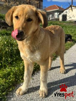 Ράτσα: Άγνωστο - Ημίαιμο | Ηλικία: 5 μηνών | Φύλο: Αρσενικό | Αρ. Microchip: 0000000 | Περιοχή: Κορδελιό Εύοσμος, Θεσσαλονίκη