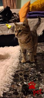 Ράτσα: Άγνωστο - Ημίαιμο | Ηλικία: 3 μηνών | Φύλο: Θηλυκό | Αρ. Microchip: 000000000000000000000 | Ημίαιμο | Περιοχή: Χαϊδάρι, Αττική