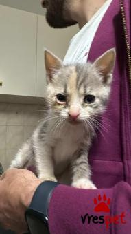 Ράτσα: Άγνωστο - Ημίαιμο | Ηλικία: 2 μηνών | Φύλο: Θηλυκό | Αρ. Microchip: - | Ιδιώτης | Περιοχή: Νέα Σμύρνη, Αττική