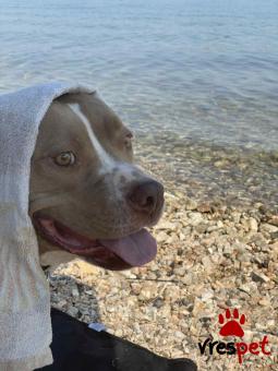 Ράτσα: Πίτ μπούλ - pitbull | Ηλικία: 5+ | Φύλο: Αρσενικό | Αρ. Microchip: 000000000000008 | Περιοχή: Καλύβια Θορικού, Αττική