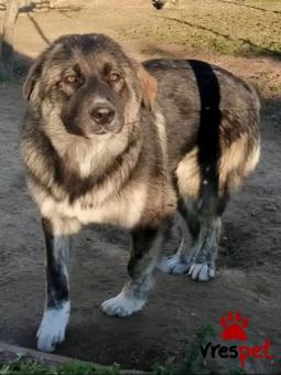 Ράτσα: Άγνωστο - Ημίαιμο | Ηλικία: 7 μηνών | Φύλο: Θηλυκό | Αρ. Microchip: - | Περιοχή: Κιλκίς, Μακεδονία