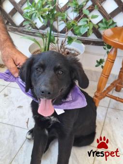 Ράτσα: Λαμπραντόρ - Labrador | Ηλικία: 4 μηνών | Φύλο: Αρσενικό | Αρ. Microchip: 9012362545478 | Ημίαιμο | Περιοχή: Λαυρεωτική, Αττική