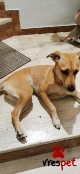 Ράτσα: Άγνωστο - Ημίαιμο | Ηλικία: 2 ετών | Φύλο: Θηλυκό | Αρ. Microchip: - | Περιοχή: Άνω Λιόσια, Αττική