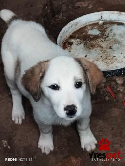 Ράτσα: Άγνωστο - Ημίαιμο | Ηλικία: 2 μηνών | Φύλο: Αρσενικό | Αρ. Microchip: 0000000000000000000000000000000000 | Περιοχή: Διόν Όλυμπος, Μακεδονία