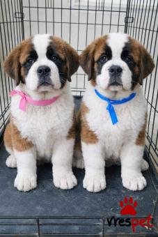Ράτσα: Αγ. Βερνάρδου - Saint Bernard | Ηλικία: 3 μηνών | Φύλο: Αρσενικό | Αρ. Microchip: 978101082345265 | Ιδιώτης | Εκπαιδευμένο | Pedigree | Περιοχή: Αθήνα, Αττική