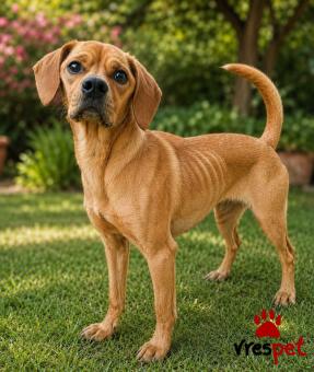 Ράτσα: Μπίγκλ - Beagle | Ηλικία: 2 ετών | Φύλο: Αρσενικό | Αρ. Microchip: 0 | Ημίαιμο | Περιοχή: Γλυφάδα, Αττική