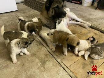 Ράτσα: Ακίτα Γιαπωνέζικος - Akita inu | Ηλικία: 3 μηνών | Φύλο: Αρσενικό | Αρ. Microchip: 985113009734770 | Ιδιώτης | Εκπαιδευμένο | Pedigree | Περιοχή: Αθήνα, Αττική