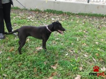 Ράτσα: Πίτ μπούλ - pitbull | Ηλικία: 2 ετών | Φύλο: Θηλυκό | Αρ. Microchip: 9000022369856333 | Περιοχή: Χαϊδάρι, Αττική