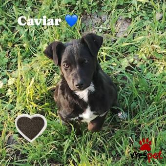 Ράτσα: Άγνωστο - Ημίαιμο | Ηλικία: 3 μηνών | Φύλο: Αρσενικό | Αρ. Microchip: Δεν έχει ακόμη  | Περιοχή: Θερμαϊκός, Θεσσαλονίκη