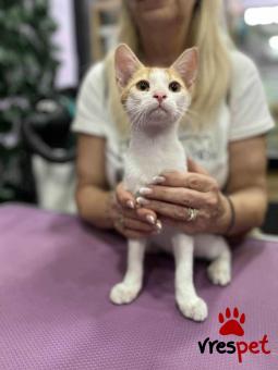 Ράτσα: Άγνωστο - Ημίαιμο | Ηλικία: 3 μηνών | Φύλο: Αρσενικό | Αρ. Microchip: - | Περιοχή: Θεσσαλονίκη, Θεσσαλονίκη