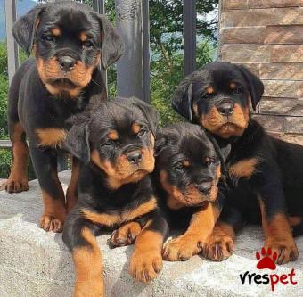 Ράτσα: Ροτβάϊλερ - Rottweiler | Ηλικία: 3 μηνών | Φύλο: Αρσενικό | Αρ. Microchip: 978101021345678 | Ιδιώτης | Εκπαιδευμένο | Pedigree | Περιοχή: Αθήνα, Αττική