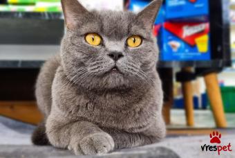 Ράτσα: Βρετανική Κοντότριχη | Ηλικία: 4 ετών | Φύλο: Αρσενικό | Αρ. Microchip: 00000 | Περιοχή: Κάρυστος, Σποράδες - Εύβοια