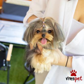Ράτσα: Γιόρκσάϊρ τεριέ - Yorkshire Terrier | Ηλικία: 2,5 μηνών | Φύλο: Αρσενικό | Αρ. Microchip: 92376239813 | Εκπαιδευμένο | Pedigree | Περιοχή: Αθήνα, Αττική