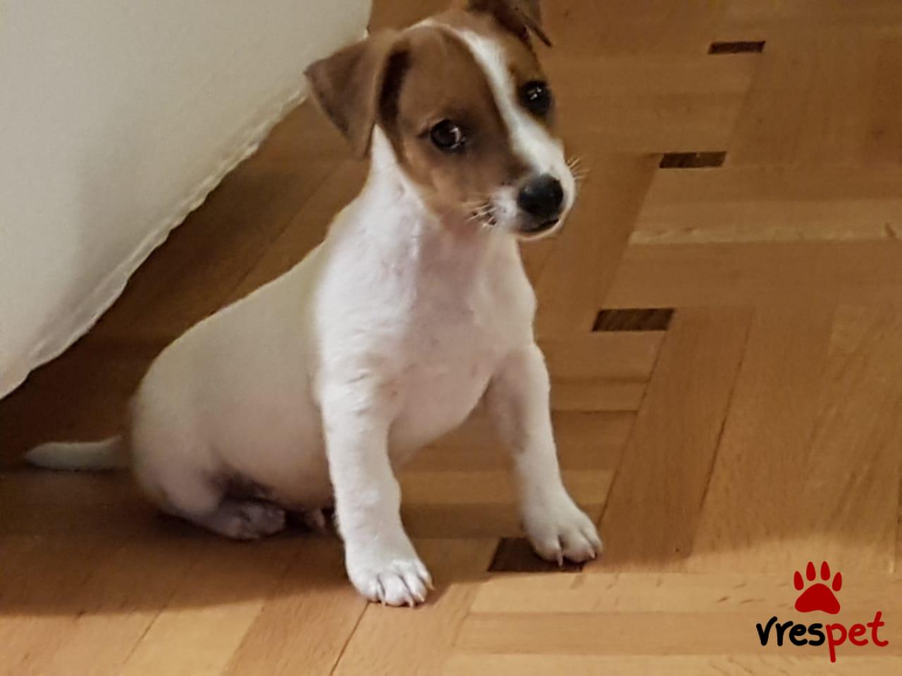 Αγγελία για σκύλο. Τζακ Ράσελ Τεριέ - Jack Russell Terrier. Αττική