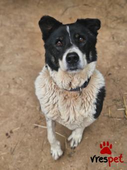 Ράτσα: Άγνωστο - Ημίαιμο | Ηλικία: 5+ | Φύλο: Θηλυκό | Αρ. Microchip: . | Περιοχή: Νέα Σμύρνη, Αττική