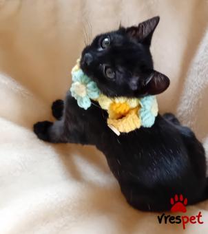 Ράτσα: Άγνωστο - Ημίαιμο | Ηλικία: 3 μηνών | Φύλο: Θηλυκό | Αρ. Microchip: 900000000000000 | Ημίαιμο | Περιοχή: Πεύκη, Αττική