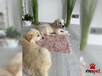 Ράτσα: Γκόλντεν Ριτρίβερ - Golden Retriever | Ηλικία: 2,5 μηνών | Φύλο: Αρσενικό | Αρ. Microchip: 678866446789030 | Περιοχή: Αττική