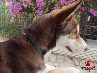 Ράτσα: Άλλη Ράτσα | Ηλικία: 7 μηνών | Φύλο: Θηλυκό | Αρ. Microchip: 9012362545478 | Ημίαιμο | Περιοχή: Λαυρεωτική, Αττική