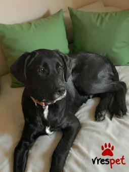 Ράτσα: Λαμπραντόρ - Labrador | Ηλικία: 6 μηνών | Φύλο: Αρσενικό | Αρ. Microchip: 9012362545478 | Ημίαιμο | Περιοχή: Λαυρεωτική, Αττική