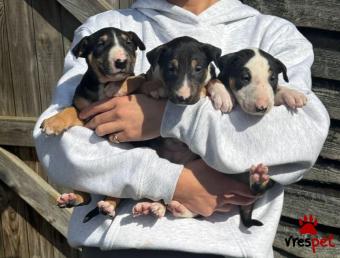 Ράτσα: Μπουλ τεριέ - Bull terrier | Ηλικία: 2,5 μηνών | Φύλο: Αρσενικό | Αρ. Microchip: 54744547843 | Ιδιώτης | Pedigree | Περιοχή: Αθήνα, Αττική