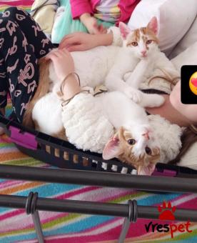 Ράτσα: Άγνωστο - Ημίαιμο | Ηλικία: 4 μηνών | Φύλο: Αρσενικό | Αρ. Microchip: - | Περιοχή: Πολίχνη, Θεσσαλονίκη