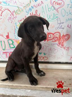 Ράτσα: Άγνωστο - Ημίαιμο | Ηλικία: 4 μηνών | Φύλο: Αρσενικό | Αρ. Microchip: 0 | Ημίαιμο | Περιοχή: Γλυφάδα, Αττική