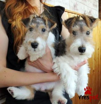 Ράτσα: Φοξ τεριέ - Fox terrier | Ηλικία: 3 μηνών | Φύλο: Αρσενικό | Αρ. Microchip: 985113543270059 | Ιδιώτης | Εκπαιδευμένο | Pedigree | Περιοχή: Αθήνα, Αττική
