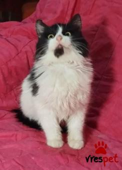 Ράτσα: Μαίην Κουν | Ηλικία: 4 μηνών | Φύλο: Αρσενικό | Αρ. Microchip: 966000017286591, 966000017239469 | Περιοχή: Παιανία, Αττική