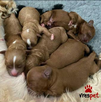 Ράτσα: Σπάνιελ Βασιλιά Καρόλου Καφέ - King Charles Spaniel | Ηλικία: 2 μηνών | Φύλο: Αρσενικό | Αρ. Microchip: 985157569368524 | Ιδιώτης | Περιοχή: Αθήνα, Αττική