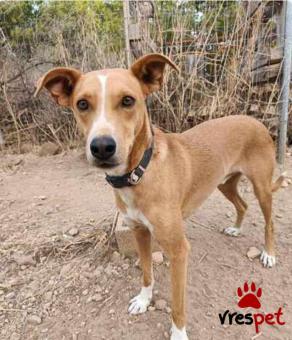 Ράτσα: Άγνωστο - Ημίαιμο | Ηλικία: 5+ | Φύλο: Αρσενικό | Αρ. Microchip: . | Περιοχή: Νέα Σμύρνη, Αττική