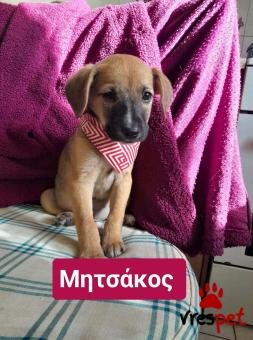 Ράτσα: Μπίγκλ - Beagle | Ηλικία: 2 μηνών | Φύλο: Αρσενικό | Αρ. Microchip: 9012362545478 | Ημίαιμο | Περιοχή: Λαυρεωτική, Αττική