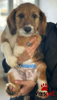 Ράτσα: Άγνωστο - Ημίαιμο | Ηλικία: 4 μηνών | Φύλο: Αρσενικό | Αρ. Microchip: 999999999999999 | Περιοχή: Αττική