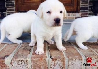 Ράτσα: Λαμπραντόρ - Labrador | Ηλικία: 3 μηνών | Φύλο: Αρσενικό | Αρ. Microchip: 545544 | Ιδιώτης | Περιοχή: Αθήνα, Αττική