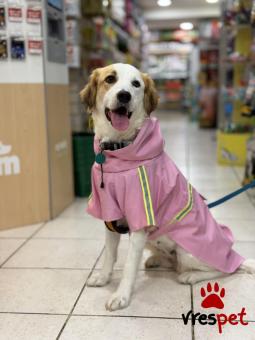 Ράτσα: Άγνωστο - Ημίαιμο | Ηλικία: 1 έτους | Φύλο: Θηλυκό | Αρ. Microchip: 999999999 | Ημίαιμο | Περιοχή: Νέα Σμύρνη, Αττική