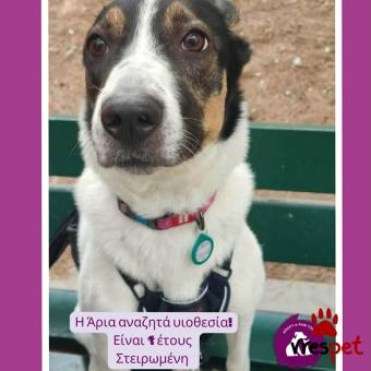 Ράτσα: Άγνωστο - Ημίαιμο | Ηλικία: 1 έτους | Φύλο: Θηλυκό | Αρ. Microchip: 0 | Περιοχή: Νέα Σμύρνη, Αττική