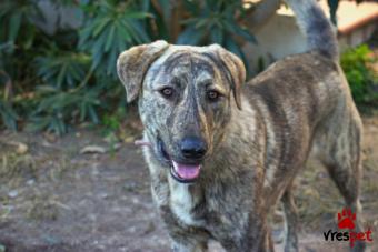 Ράτσα: Κανέ Κόρσο - Cane Corso | Ηλικία: 3 ετών | Φύλο: Αρσενικό | Αρ. Microchip: 963002100072281 | Περιοχή: Βόλος, Θεσσαλία