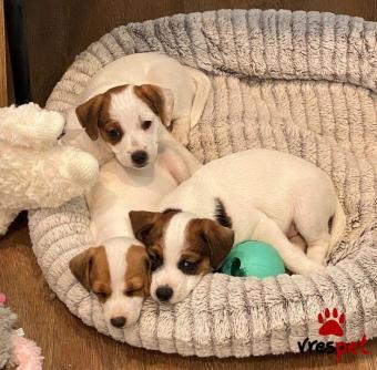 Ράτσα: Τζακ Ράσελ Τεριέ - Jack Russell Terrier | Ηλικία: 3 μηνών | Φύλο: Θηλυκό | Αρ. Microchip: 978563582345678 | Ιδιώτης | Εκπαιδευμένο | Pedigree | Περιοχή: Αθήνα, Αττική