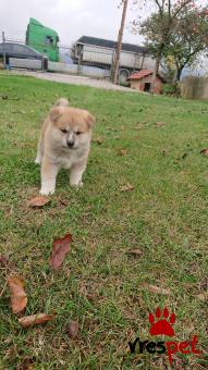 Ράτσα: Ακίτα Γιαπωνέζικος - Akita inu | Ηλικία: 2 μηνών | Φύλο: Αρσενικό | Αρ. Microchip: 1111 | Ιδιώτης | Περιοχή: Τρίκαλα, Θεσσαλία