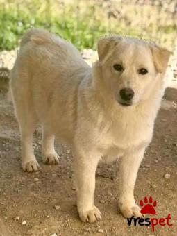 Ράτσα: Άγνωστο - Ημίαιμο | Ηλικία: 4 ετών | Φύλο: Αρσενικό | Αρ. Microchip: - | Περιοχή: Κιλκίς, Μακεδονία