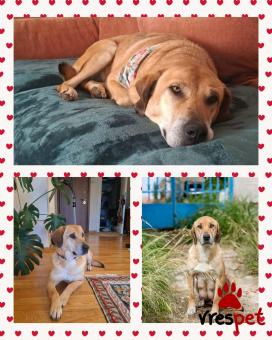 Ράτσα: Άγνωστο - Ημίαιμο | Ηλικία: 5+ | Φύλο: Θηλυκό | Αρ. Microchip: - | Περιοχή: Νέα Σμύρνη, Αττική