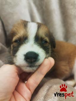 Ράτσα: Άγνωστο - Ημίαιμο | Ηλικία: 2 μηνών | Φύλο: Αρσενικό | Αρ. Microchip: 000000000000008 | Περιοχή: Καλύβια Θορικού, Αττική