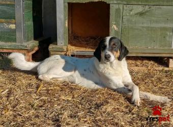 Ράτσα: Άγνωστο - Ημίαιμο | Ηλικία: 3 ετών | Φύλο: Θηλυκό | Αρ. Microchip: - | Περιοχή: Κιλκίς, Μακεδονία