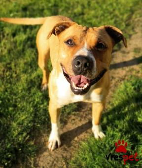 Ράτσα: Πίτ μπούλ - pitbull | Ηλικία: 1 έτους | Φύλο: Αρσενικό | Αρ. Microchip: - | Περιοχή: Κιλκίς, Μακεδονία
